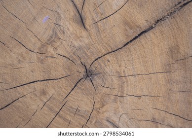 Close-up view of a cut tree trunk showing annual growth rings, natural cracks, and detailed wood grain texture. Organic wooden background illustrating tree age