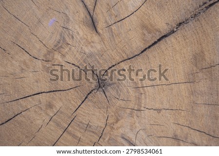 Close-up view of a cut tree trunk showing annual growth rings, natural cracks, and detailed wood grain texture. Organic wooden background illustrating tree age