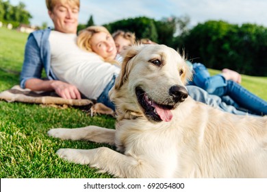 Close-up View Of Cute Golden Retriever Dog And Happy Family Lying On Grass At Park