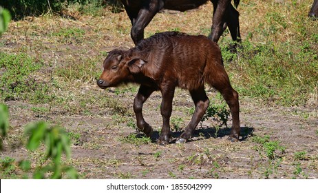 1,646 African buffalo calf Images, Stock Photos & Vectors | Shutterstock