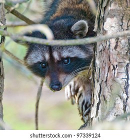 A close-up view of a cute  raccoon sitting on the tree. 庫存照片