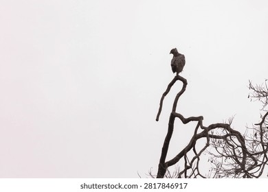 closeup view of a dark morph changeable hawk-eagle in nature