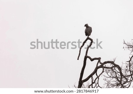 closeup view of a dark morph changeable hawk-eagle in nature