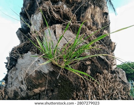 close-up view of a date palm trunk overgrown with weeds 