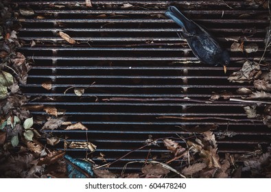 Closeup View Of Dead Magpie On Dirty Grid. 