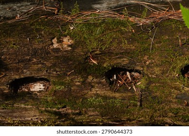 Close-up view of a decaying tree log covered in green moss, dry pine needles, and insect bore holes in a forest setting