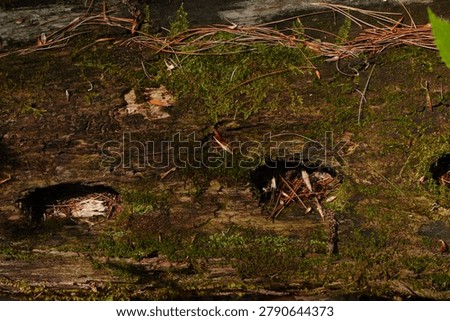 Close-up view of a decaying tree log covered in green moss, dry pine needles, and insect bore holes in a forest setting