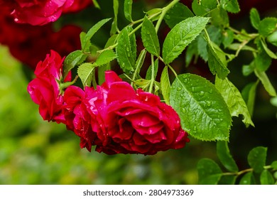 Close-up view of deep red rose petals glistening with water drops, surrounded by lush green foliage after a refreshing rainfall