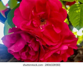 Close-up view of a deep red rose with delicate petals unfurling, surrounded by verdant foliage in natural light