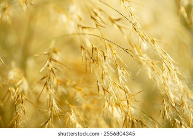 A close-up view of delicate golden grass blades illuminated by bright sunlight. This serene natural scene captures the beauty of summer landscapes and outdoor tranquility. - Powered by Shutterstock