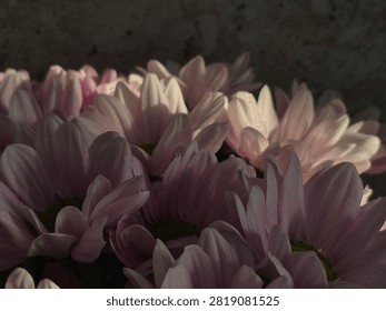Close-up view of delicate pale pink chrysanthemum flowers illuminated by soft directional light against a dark background, creating a moody floral composition.
