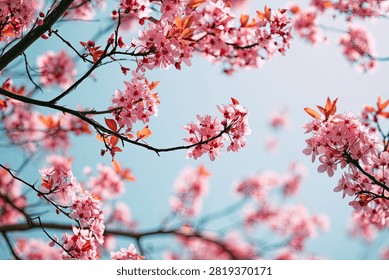 Close-up view of delicate pink cherry blossoms on tree branches, set against a vibrant, clear blue sky, evoking a sense of spring and renewal.