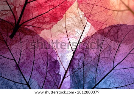 Close-up view of delicate, translucent autumn leaves showcasing intricate vein patterns illuminated by vibrant purple and pink light.