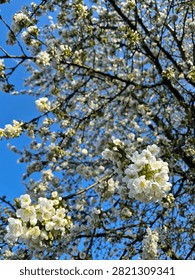 Close-up view of delicate white cherry blossom flowers blooming on tree branches, set against a bright, clear blue sky in spring.
