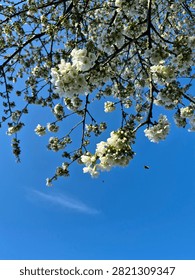 Close-up view of delicate white cherry blossom flowers blooming on tree branches, set against a bright, clear blue sky in spring.