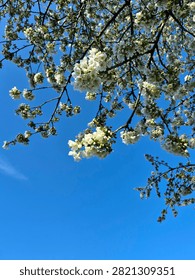 Close-up view of delicate white cherry blossom flowers blooming on tree branches, set against a bright, clear blue sky in spring.