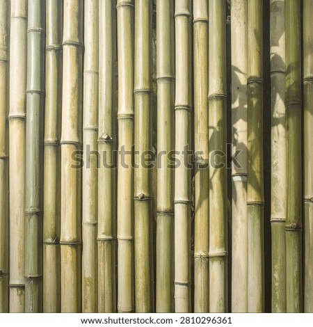 A close-up view of a dense bamboo forest wall, showcasing the natural texture and patterns of the bamboo stalks.