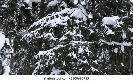Close-up view of dense evergreen tree branches heavily laden with fresh snow in winter forest setting, dark green needles and brown trunks partially visible