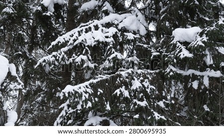Close-up view of dense evergreen tree branches heavily laden with fresh snow in winter forest setting, dark green needles and brown trunks partially visible