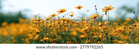 A close-up view of a dense field filled with bright yellow cosmos flowers, their delicate petals reaching towards the sky. The background is softly blurred, creating a dreamy atmosphere.