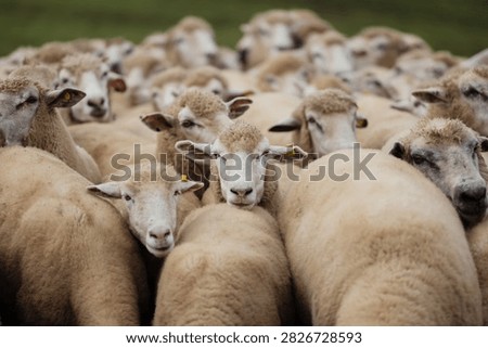 A close-up view of a dense flock of sheep with thick wool standing closely together in a grassy field.