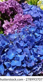 Close-up view of dense hydrangea flower clusters showing blue, violet, and purple petals with pale centers, filling the frame in layered blooms under mixed natural lighting softly.
