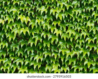 Close-up view of a dense layer of glossy green ivy leaves forming a uniform living wall. The scene shows overlapping lobed leaves with varied shades of fresh