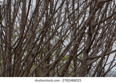 Close-up view of a dense network of bare tree branches and trunks in a woodland setting. The intricate natural pattern of intertwined branches creates a textured forest background with muted earthy tones and soft natural light.
