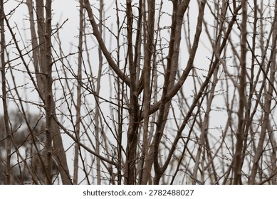 Close-up view of a dense network of bare tree branches and trunks in a woodland setting. The intricate natural pattern of intertwined branches creates a textured forest background with muted earthy tones and soft natural light.