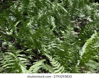 A close-up view of a dense patch of vibrant green ferns growing on a forest floor. Dappled sunlight highlights the intricate, feathery texture of the fronds against the dark woodland undergrowth.
