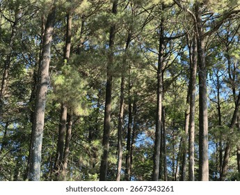 A close-up view of a dense pine forest, showcasing the textured bark of the trees and the vibrant green needles as sunlight filters through the canopy.