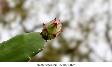 A closeup view of a developing dragon fruit blossom bud showing vivid green and magenta hues with big oak tree branches in the blurred background. This vining cactus will bloom into a white flower and later produce large, sweet, edible fruit. Dragon fruit flowers are unique because they typically bloom overnight and usually wilt by the following morning. When fully open, they are large, white, and often referred to as 