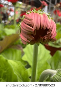 a close-up view of a developing Gerbera daisy flower bud in the early stages of opening. The petals, showing a soft pinkish-red or coral hue, are tightly packed and curve downward around the central disk, with a small, clear water droplet resting on one of the outer petals.