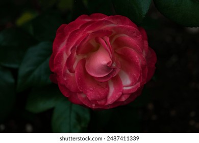 Close-up view of a dew-covered pink rose - Powered by Shutterstock