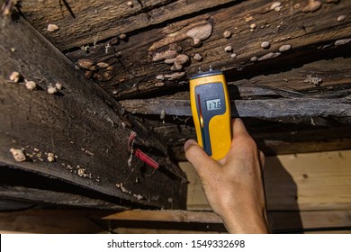 A closeup view of a digital moisture detector showing damp in rotting timber floor planks and beams, showing 17.5 percent with visible lignicolous fungi.