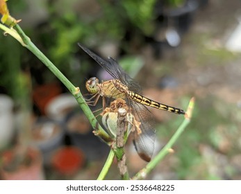 A close-up view of a dragonfly perched delicately on a thorny rose stem highlights its intricate wings and slender body. - Powered by Shutterstock