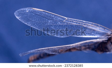 close-up view of dragonfly wing