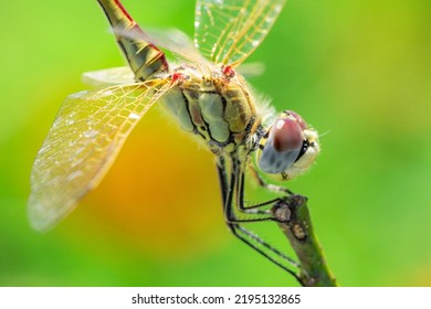 A Close-up View Of The Dragonfly's Head And Part Of Its Body Sitting On A Green Twig. Macro Photography