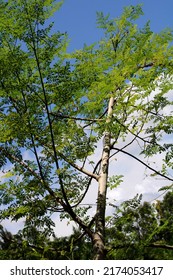 Close-up View Of The Drumstick Tree Tree.