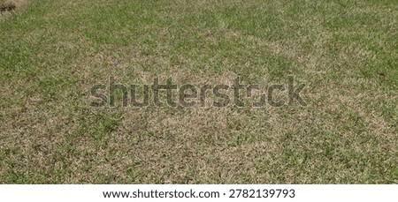 Close-up view of dry and patchy grass lawn under sunlight. Natural grass texture background with mixed green and brown tones, suitable for landscaping, seasonal change, drought concept, lawn maintenance, and outdoor nature themes.