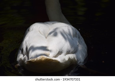 Closeup view of ducks feather, feathers of a hidden white aquatic bird, hidden white swan, tail of white swan, white swans tail, tails of bird, bird tail, hidden hunting bird in the dark water lake 