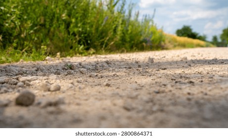 A close-up view of a dusty path surrounded by lush greenery under a bright sky.