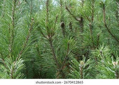 Close-up view of a dwarf mountain pine (Pinus Mugo) in summertime
