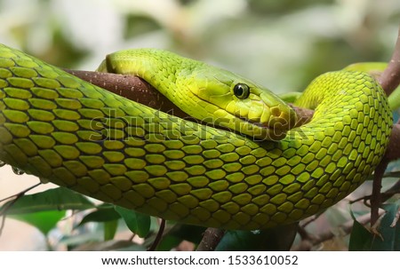 Close-up view of an Eastern Green Mamba (Dendroaspis angusticeps)