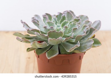 Closeup View Of Echeveria Ruffles Or 