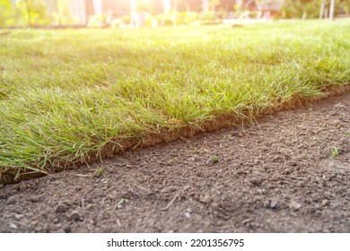 Close-up View Of Edge Of Newly Laid Turf Grass At The Landscaping Site. Straigh Line Of New Freshly Installed Green Rolled Lawn Grass