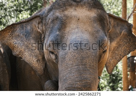 Similar – Image, Stock Photo mighty mighty Ivory Tusk