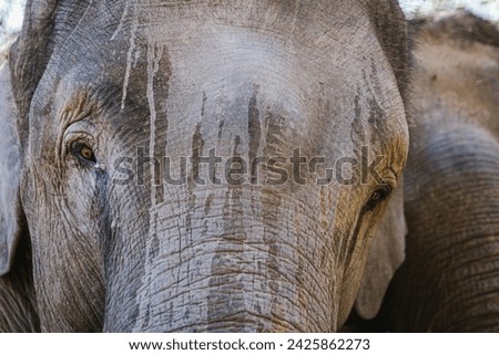 Similar – Image, Stock Photo mighty mighty Ivory Tusk