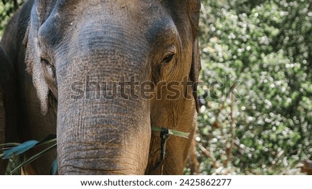 Similar – Image, Stock Photo mighty mighty Ivory Tusk