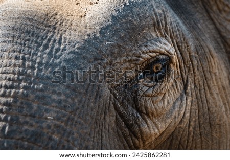 Similar – Image, Stock Photo mighty mighty Ivory Tusk